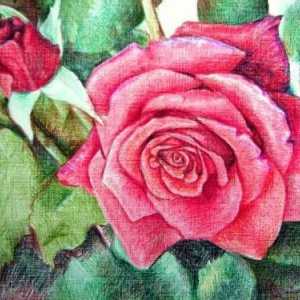 Як намалювати троянду олівцем поетапно
