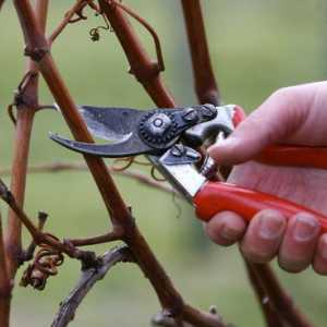 Як обрізати виноград в зиму