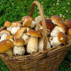 Як відрізнити їстівні гриби від отруйних