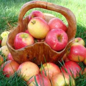 Як відібрати яблука на зберігання