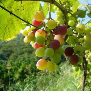 Як пересадити виноград