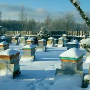 Як підготувати бджіл до зимівлі