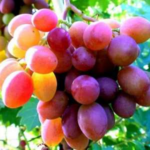 Як поливати виноград