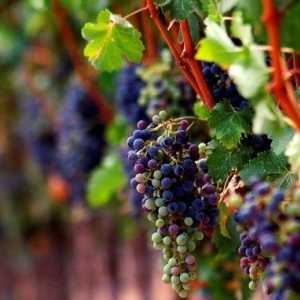 Як посадити і виростити виноград