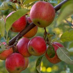 Як посадити яблуню навесні