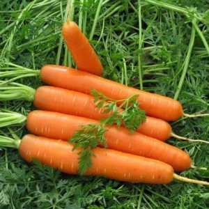 Як посадити морква на насіння