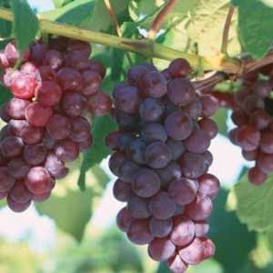 Як посадити виноградник