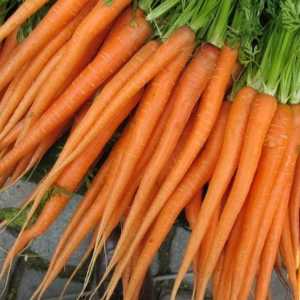 Як посіяти моркву