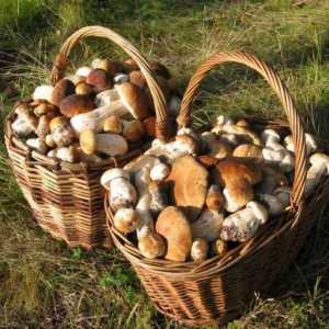 Як правильно збирати гриби в лісі
