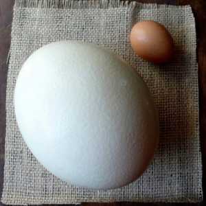 Як правильно розкрити і приготувати страусине яйце
