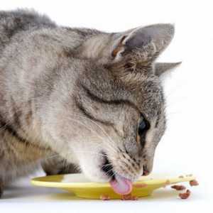 Як привчити кота до домашньої їжі