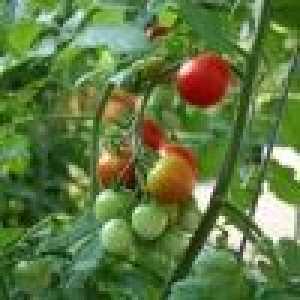 Як просто виростити помідори черрі на підвіконні