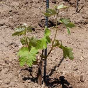Як розмножувати виноград: живцями і відводками