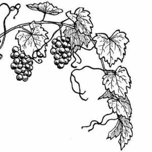 Як малювати виноград