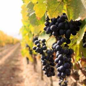 Як садити виноград