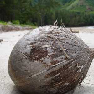 Як з`їсти кокос