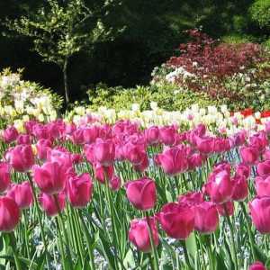 Як зберегти цибулини тюльпанів до весни