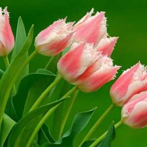 Як зберегти тюльпани до весни