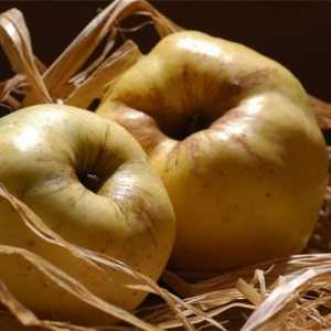 Як зберегти в свіжому вигляді яблука до весни