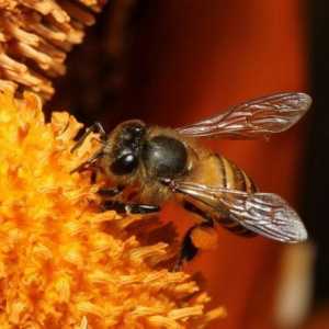 Як врятуватися від бджіл