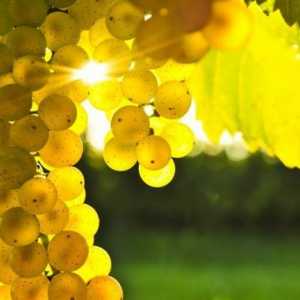 Як доглядати за виноградом восени