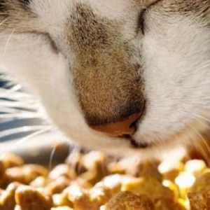 Як вибрати для кішки преміальний корм