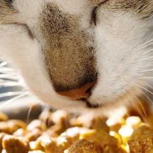 Як вибрати котячий корм при сечокам`яній хворобі