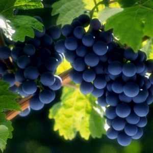 Як вибрати сорт винограду для вирощування