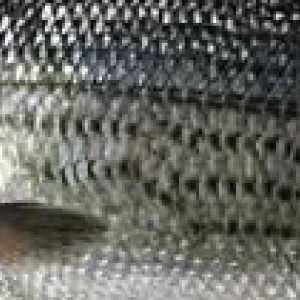 Як вилікувати псоріаз за допомогою риб`ячої луски?