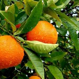 Як вирощувати апельсини