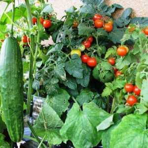 Як вирощувати більше овочів