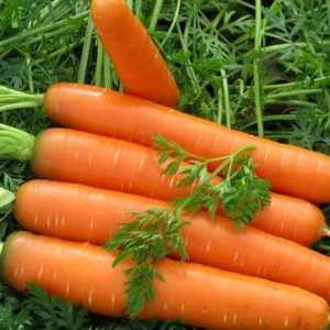 Як вирощувати моркву