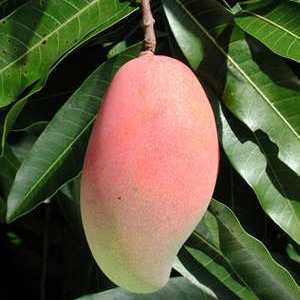 Як вирости манго в домашніх умовах