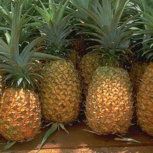 Як виростити ананас з купленого в магазині плода