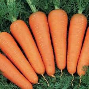 Як виростити хороший урожай моркви