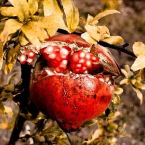 Як виростити екзотичні фрукти