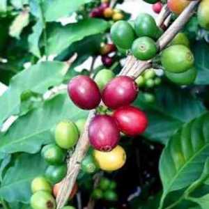 Як виростити кавове дерево в домашніх умовах