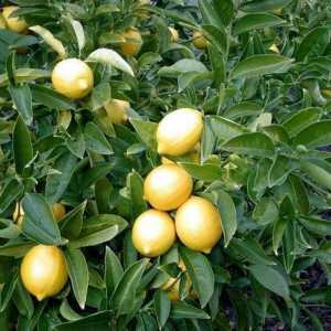 Як виростити лимон вдома