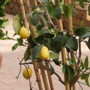 Як виростити лимон з держака