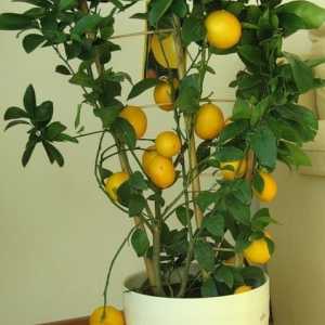 Як виростити лимон з насіння
