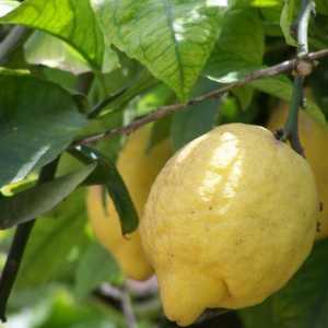 Як виростити домашній лимон