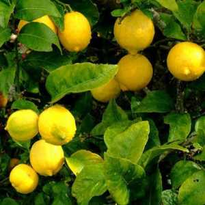 Як виростити лимон