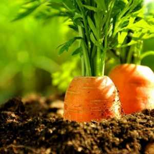 Як виростити моркву з насіння