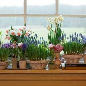 Як виростити весняні квіти в домашніх умовах