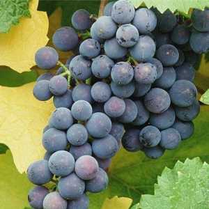 Як виростити виноград на уралі