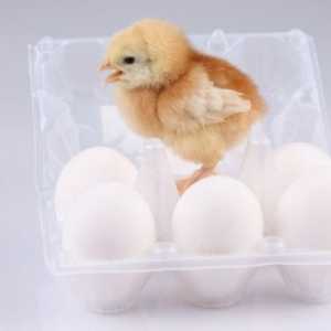 Як заробити на яйцях