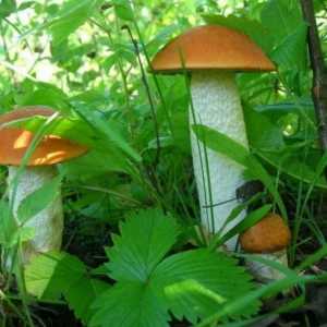 Які гриби ростуть в травні