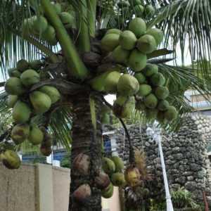 Які корисні вітаміни містить кокос