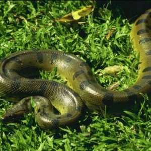 Які найбільші змії в світі