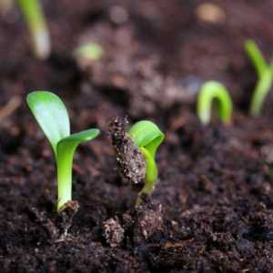 Яке насіння треба садити в грунт